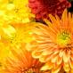 Осенние цветы в саду (65 фото с названиями): как превратить ваш сад в райский уголок Растение которое цветет осенью