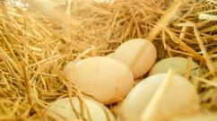 Утиные яйца: полезные свойства и возможный вред