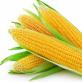 Как понять, что кукуруза созрела