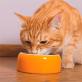 Чем нужно кормить кота при мочекаменной болезни