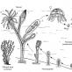 Чередование поколений у растений: диплоидная (спорофит) и гаплоидная (гаметофит) фазы