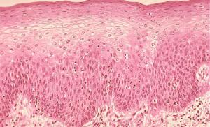 Ткани животных. Эпителиальная ткань. Соединительная ткань. Нервная ткань Сравнительная характеристика видов эпителия и соединительной ткани